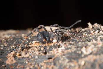Media type: image;   Invertebrate Zoology 151528